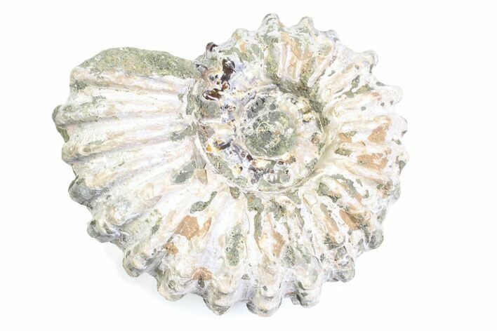 Bumpy Ammonite (Douvilleiceras) Fossil - Madagascar #361213